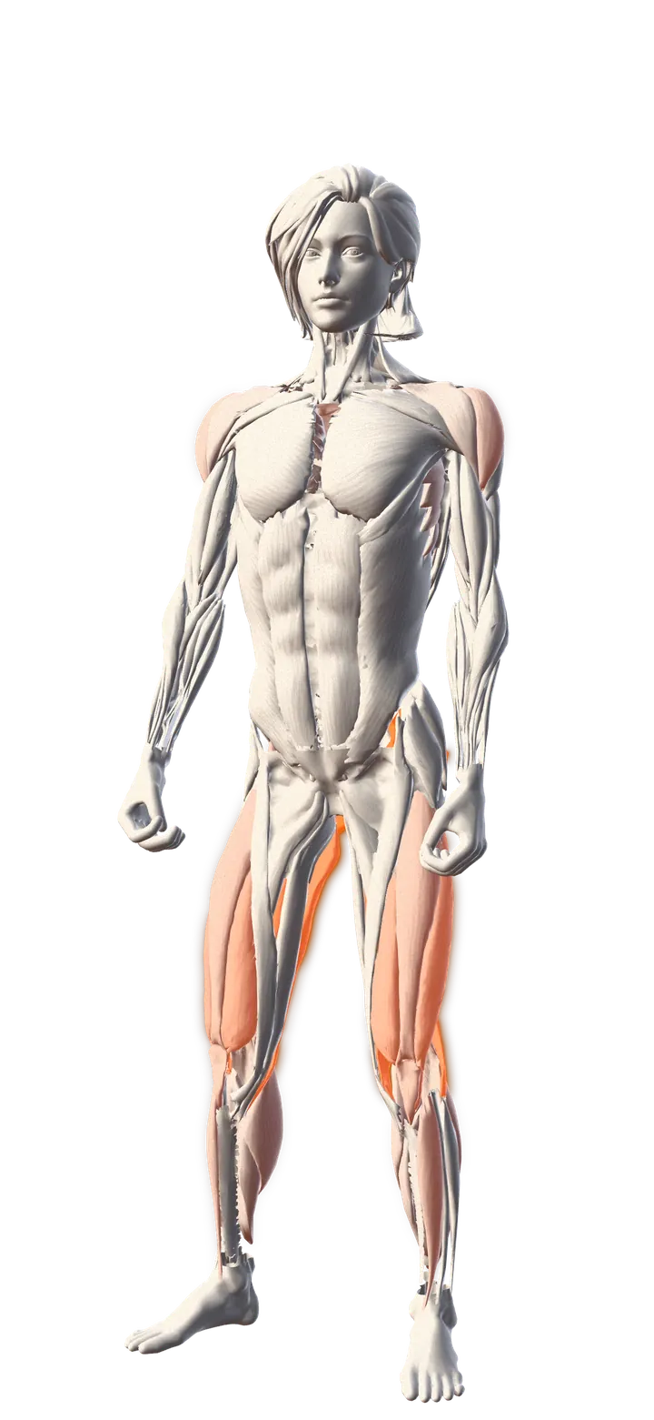 A front view of a 3D anatomical female body standing, thigh and shoulder muscles glowing orange